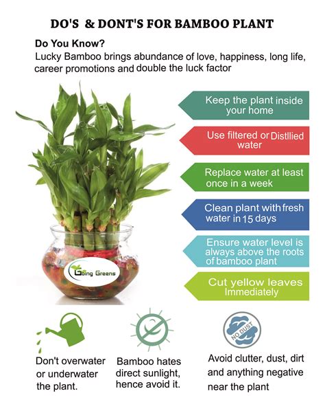 Do's & Dont's For Bamboo Plant | Bamboo plants, Lucky bamboo plants, Lucky bamboo care