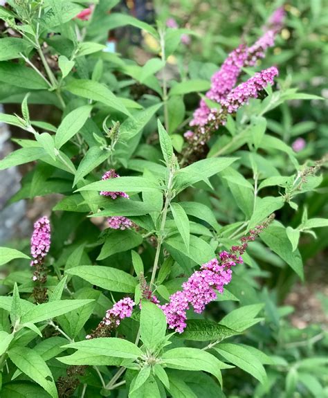 29+ Perennial Butterfly Bushes