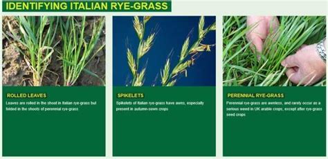 Comparing Perennial Ryegrass Vs Italian Ryegrass: Which Is Better? | LawnHelpful.com