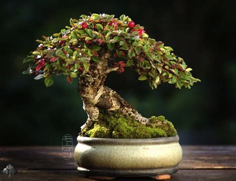 Cute Bonsai Tree Drawing | Aneka Ragam Bentuk Bonsai