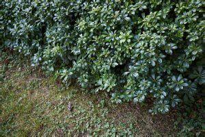 Pittosporum Hedge: 7 Best Pittosporum Varieties For Hedges