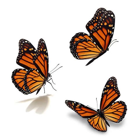 Royalty Free Monarch Butterfly Pictures, Images and Stock Photos - iStock