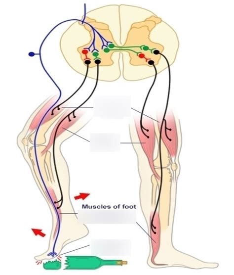 Crossed-Extensor Reflex Arc Diagram | Quizlet