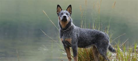 Blue Heeler Puppies For Sale - Greenfield Puppies