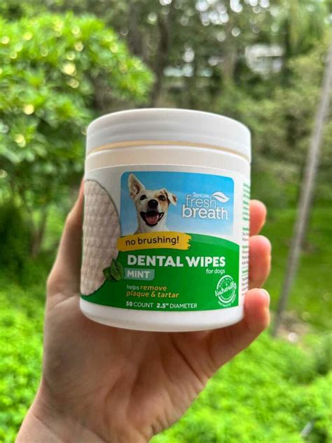 What Are The Best Dog Teeth Cleaning Products?