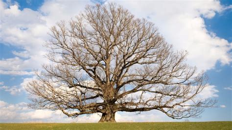 White Oak: The King of Kings • Arbor Day Blog