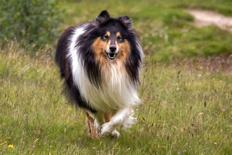 Scotch Collie Dog Breed Guide: Info, Pictures, Care & More! | Pet Keen