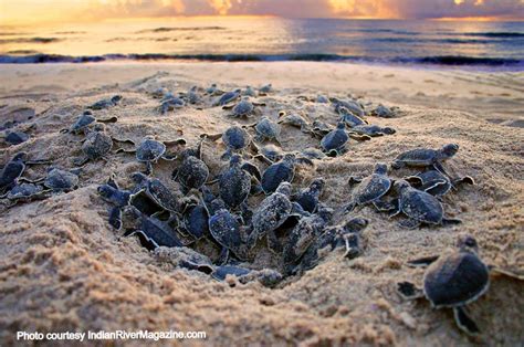 Turtle Eggs Hatching Video