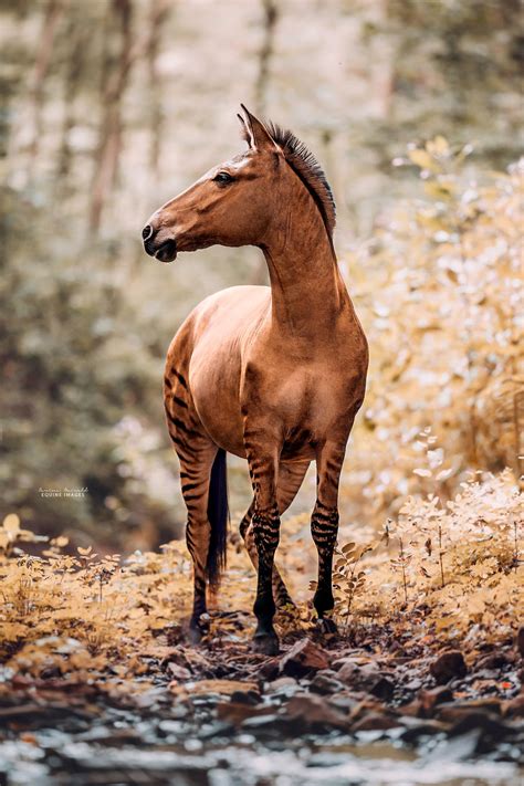 10 Photos Of A Zorse, A Horse And Zebra Hybrid Not Many Know Exists, By Photographer Carina ...