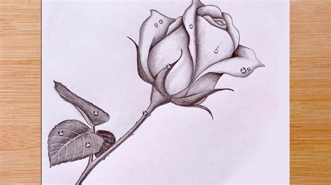 Drawing Of A Rose In Pencil