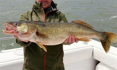 Walleye Fishing Facts Tips & Techniques – How To Catch Walleye ...