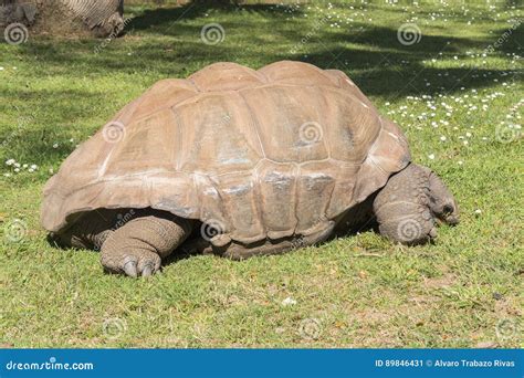 Giant Turtle Eating Grass, Tortoise Aldabra Giant Stock Image - Image of endangered, closeup ...