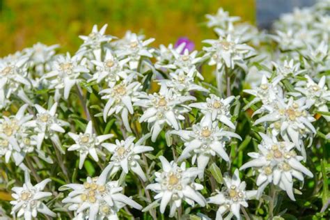 Edelweiss Flowers: An In-Depth Look at Their Meaning, Symbolism, and Cultural Significance ...