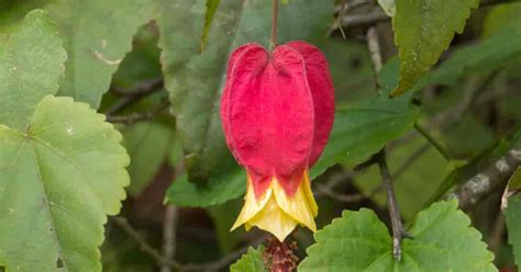 Abutilon Megapotamicum Care: Growing Trailing Flowering Maple