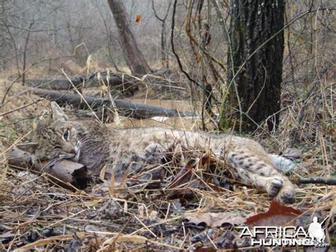 Hunting Bobcat | AfricaHunting.com