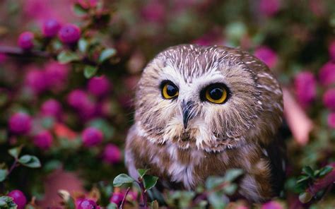 Lovely owl eyes wallpaper | 2560x1600 | #13741