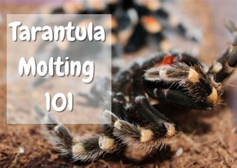 A Complete Guide on Tarantula Molting - The Pet Savvy