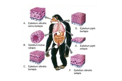 Gambar Jaringan Epitel Pada Hewan Homecare24