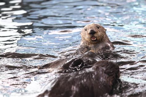 Alaskan sea otter stock image. Image of otter, ocean - 117564757