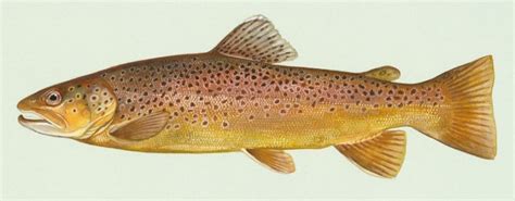 Trout Aquaponics - A Good Move? - HowtoAquaponic