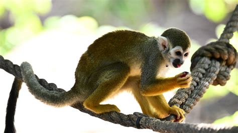 Photos: How Phoenix Zoo animals stay cool in historic heat wave - Axios ...