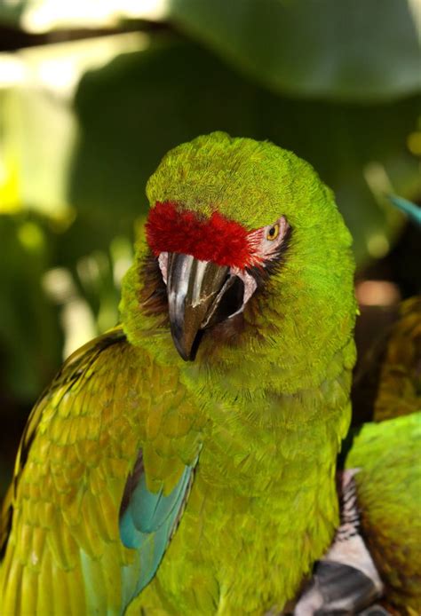 Parrot Jungle Island 1 by iCorzo on deviantART | Jungle photography, Parrot, Animal photography