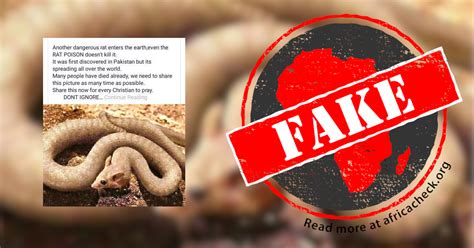 Dangerous rat with body of a snake? No, image is photoshopped - Africa Check