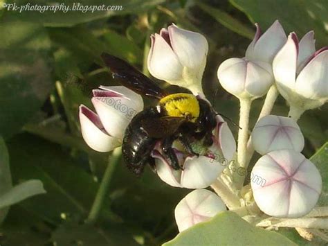 Carpenter Bees | Nature, Cultural, and Travel Photography Blog