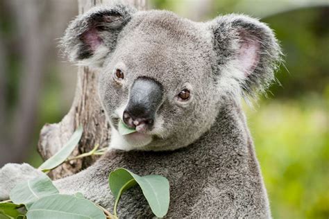 Koala Facts: Habitat, Behavior, Diet