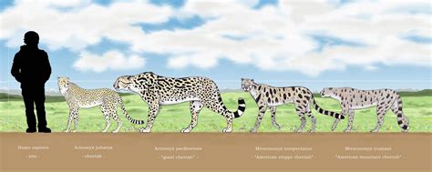 Feline Speedsters by Dontknowwhattodraw94 on DeviantArt | Feline, Prehistoric animals, Extinct ...