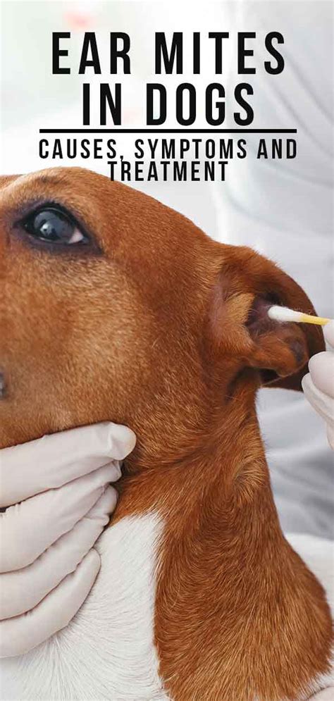 Ear Mites In Dogs - Causes, Symptoms And Treatment