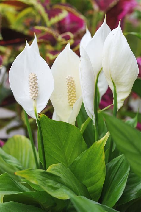 Peace Lily Care: How to Care for this Blooming Houseplant