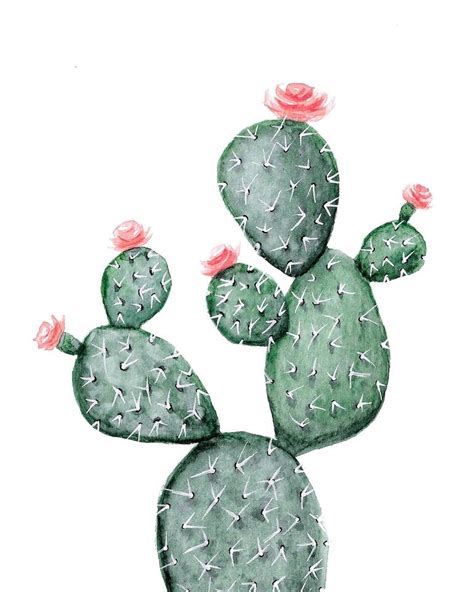 Prickly Pear Flower Drawing