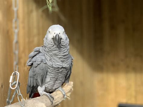 Swearing Parrots Removed From View at UK Wildlife Park