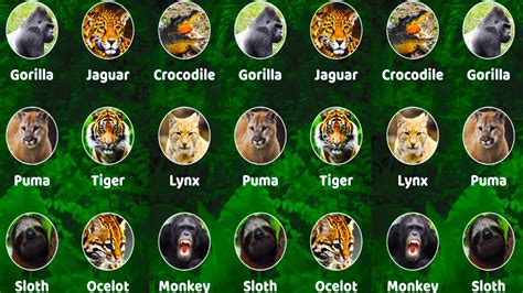 Jungle Animals Pictures With Names