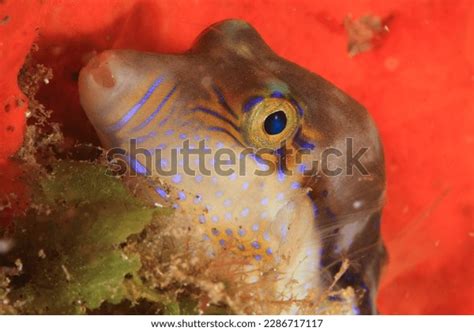 Beautiful Pufferfish Posing Their Marine Habitat Stock Photo 2286717117 ...