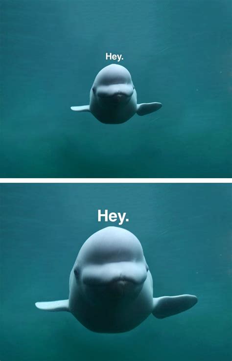 Beluga Whale Meme