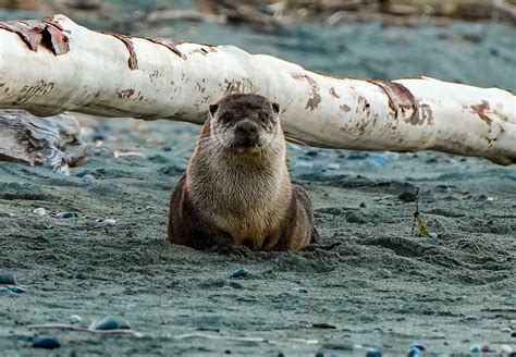 A Professor’s Passion: Studying Otter Behavior