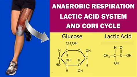 Anaerobic Energy Metabolism, Lactic Acid System and Cori Cycle