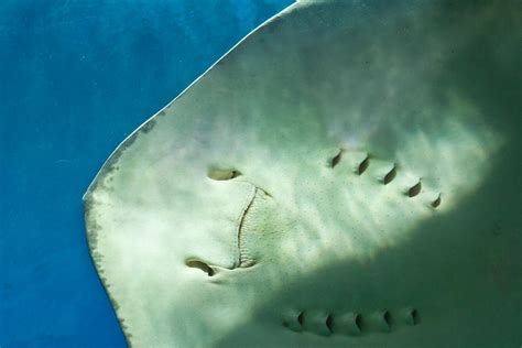 Stingray face Photograph by Eti Reid - Pixels