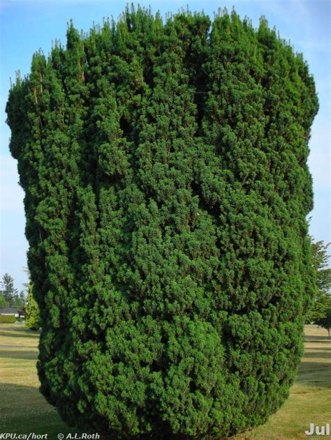 Taxus baccata ‘Fastigiata’ | LARC 316: Trees and Shrubs in the Landscape