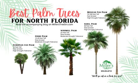 Quick Reference for Top 5 Palm Trees in Zone 8 - Miller's Tree Service