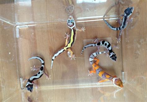 “Natural” vs. “Man-made”: Facts and Myths about Morphs in the Leopard Gecko - Gecko Time