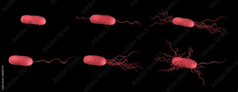 Flagella arrangement in bacteria: Monotrichous, Amphitrichous, Lophotrichous, Amphilophotrichous ...