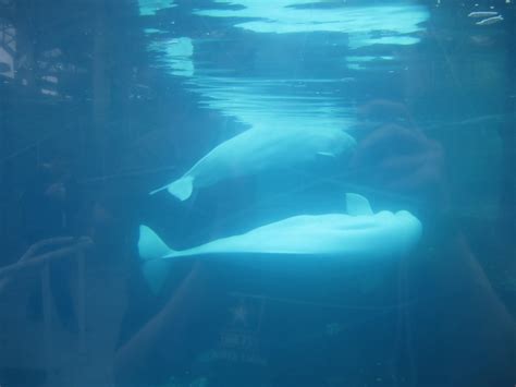 Beluga whales-Mystic Aquarium | Mystic aquarium, Beluga whale, Whale