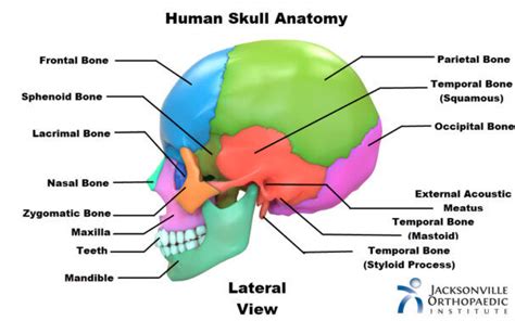 Ethmoid Bone Labeled Nasal Septum