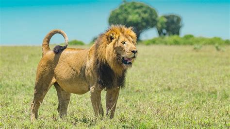 Masai Mara Lions: Facts about Lions in the famed wildlife reserve and in Kenya