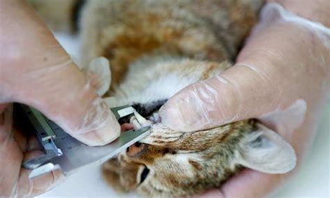 'Cat-fox' found on island of Corsica may be new species - Pet Rescue Report