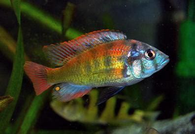 How to Breed African Cichlids - Live Fish Direct