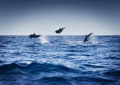 Dolphins Playing In The Ocean Photograph by Darren Greenwood - Pixels